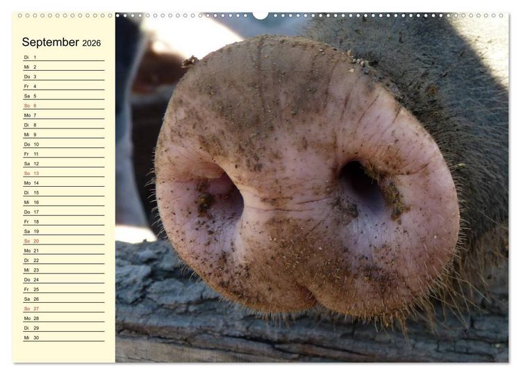 Produktbild: Von S&auml;uen die Schwein haben! (hochwertiger Premium Wandkalender 2026 DIN A2 quer), Kunstdruck in Hochglanz