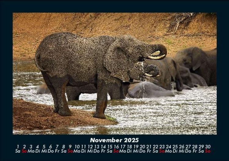 Produktbild: Der Elefantenkalender 2025 Fotokalender DIN A5