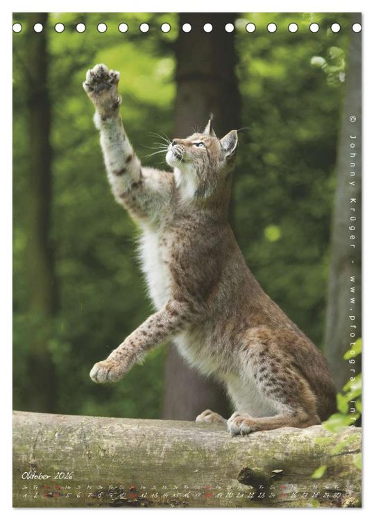 Produktbild: Luchs (Tischkalender 2026 DIN A5 hoch), CALVENDO Monatskalender