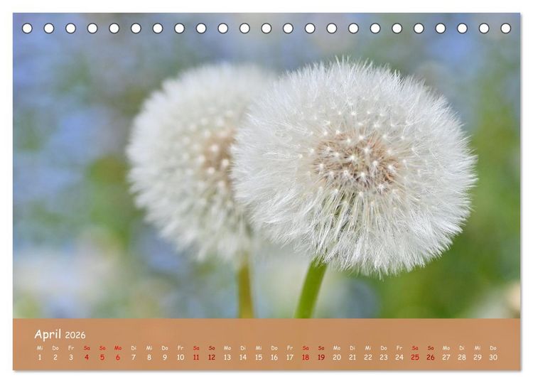 Produktbild: Der Zauber steckt immer im Detail (Tischkalender 2026 DIN A5 quer), CALVENDO Monatskalender