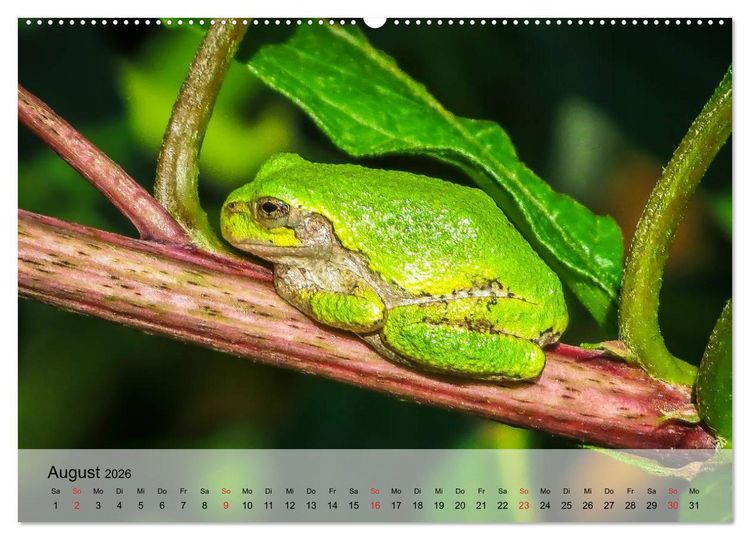Produktbild: Frosch m&uuml;sste man sein! (Wandkalender 2026 DIN A2 quer), CALVENDO Monatskalender