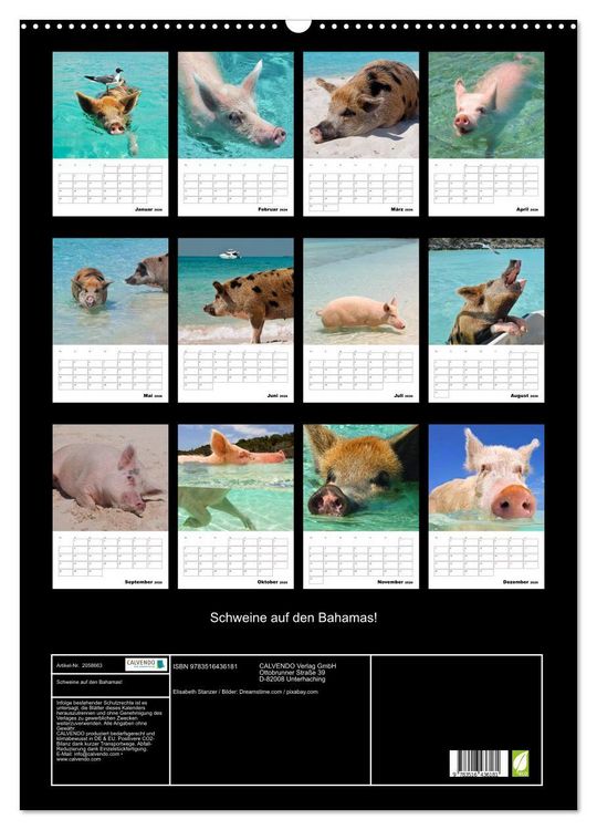 Produktbild: Schweine auf den Bahamas! (Wandkalender 2026 DIN A2 hoch), CALVENDO Monatskalender