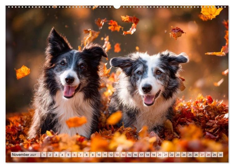 Produktbild: Border Collie - Magische Augenblicke (hochwertiger Premium Wandkalender 2027 DIN A2 quer), Kunstdruck in Hochglanz