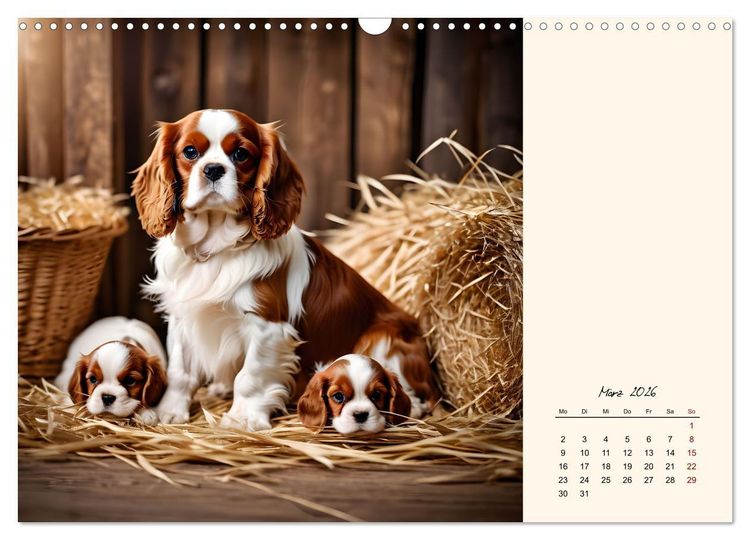 Produktbild: Goldige Kavalier King Charles Spaniels (Wandkalender 2026 DIN A3 quer), CALVENDO Monatskalender