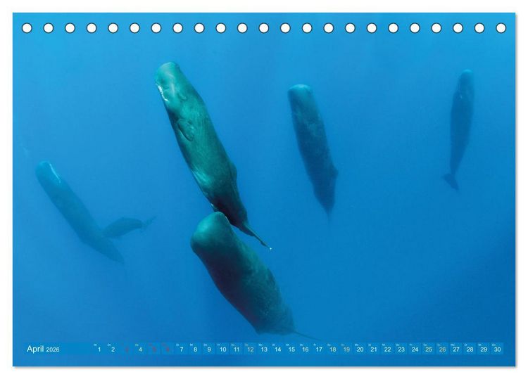 Produktbild: Wale: Giganten der Meere (Tischkalender 2026 DIN A5 quer), CALVENDO Monatskalender