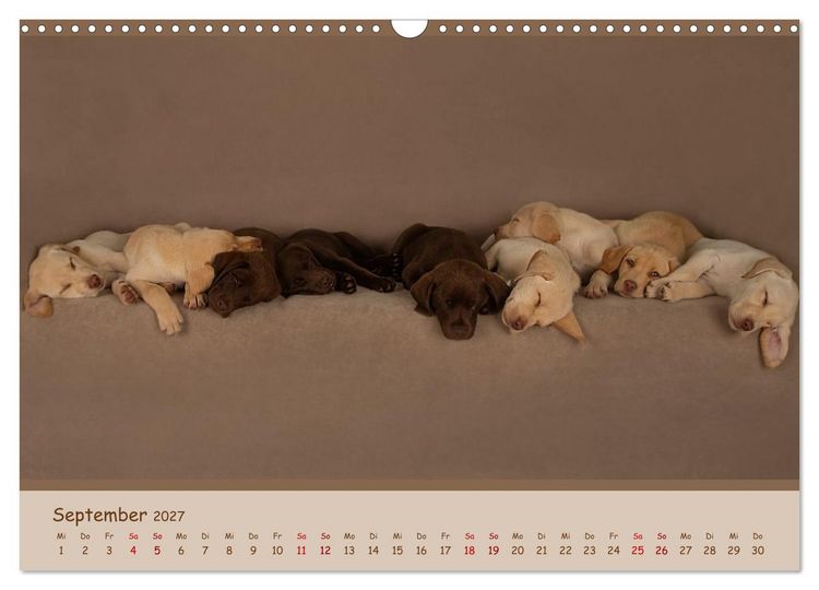 Produktbild: Achtung die Welpen kommen. (Wandkalender 2027 DIN A3 quer), CALVENDO Monatskalender