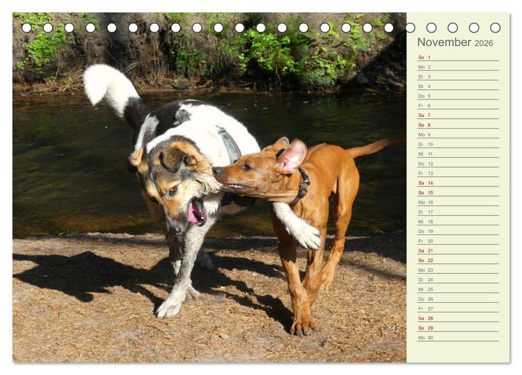 Produktbild: Rhodesian Ridgeback - Jung, wild, zuckers&uuml;&szlig; (Tischkalender 2026 DIN A5 quer), CALVENDO Monatskalender