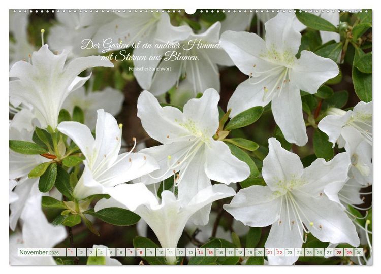 Produktbild: Rhododendren und Poesie (Wandkalender 2026 DIN A2 quer), CALVENDO Monatskalender