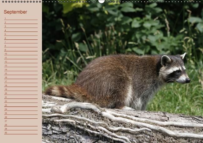 Produktbild: Waschb&auml;ren / Geburtstagskalender (Wandkalender immerw&auml;hrend DIN A2 quer)