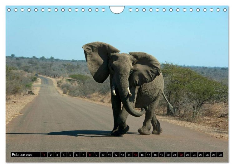 Produktbild: S&uuml;dafrika (Wandkalender 2026 DIN A4 quer), CALVENDO Monatskalender