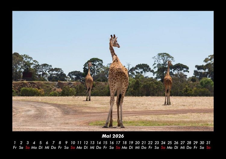 Produktbild: Giraffen 2026 Fotokalender DIN A3