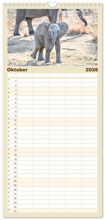 Produktbild: Familienplaner 2026 - Babyelefanten mit 5 Spalten (Wandkalender, 21 x 45 cm) CALVENDO