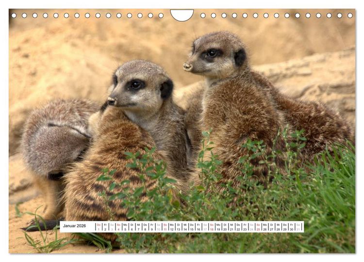 Produktbild: Erdm&auml;nnchen - Die Kobolde im Tierreich (Wandkalender 2026 DIN A4 quer), CALVENDO Monatskalender