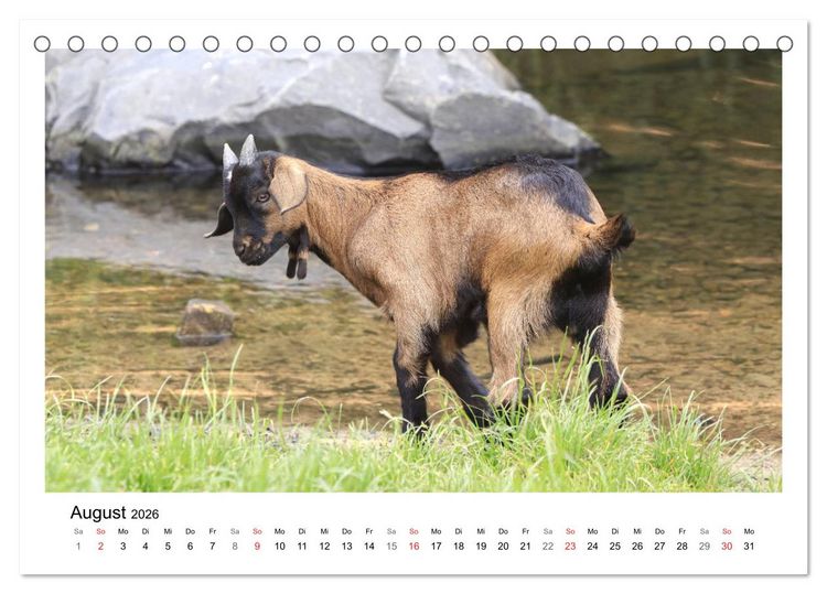 Produktbild: Wer zickt denn da? - Zicklein-Edition (Tischkalender 2026 DIN A5 quer), CALVENDO Monatskalender