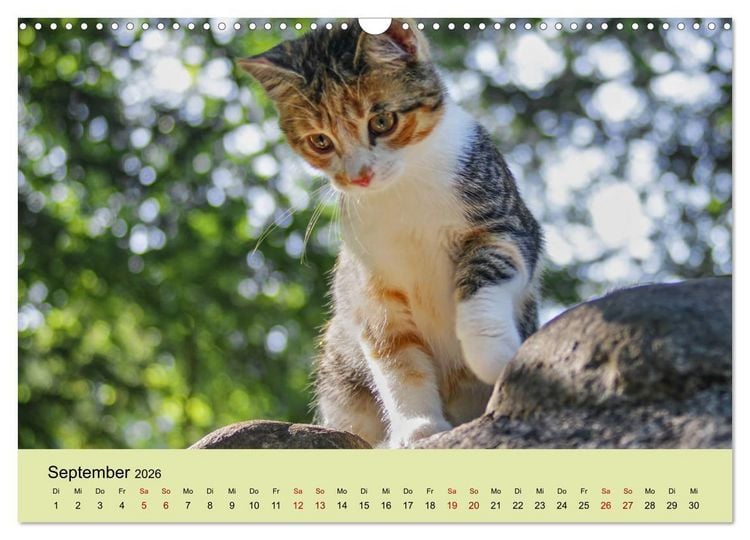 Produktbild: Junge Katzen im Wald (Wandkalender 2026 DIN A3 quer), CALVENDO Monatskalender