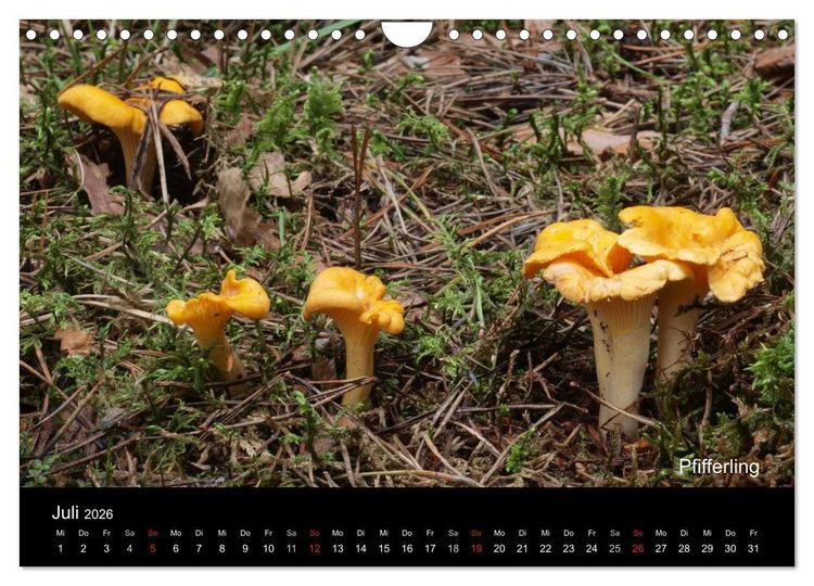 Produktbild: Pilzkalender (Wandkalender 2026 DIN A4 quer), CALVENDO Monatskalender