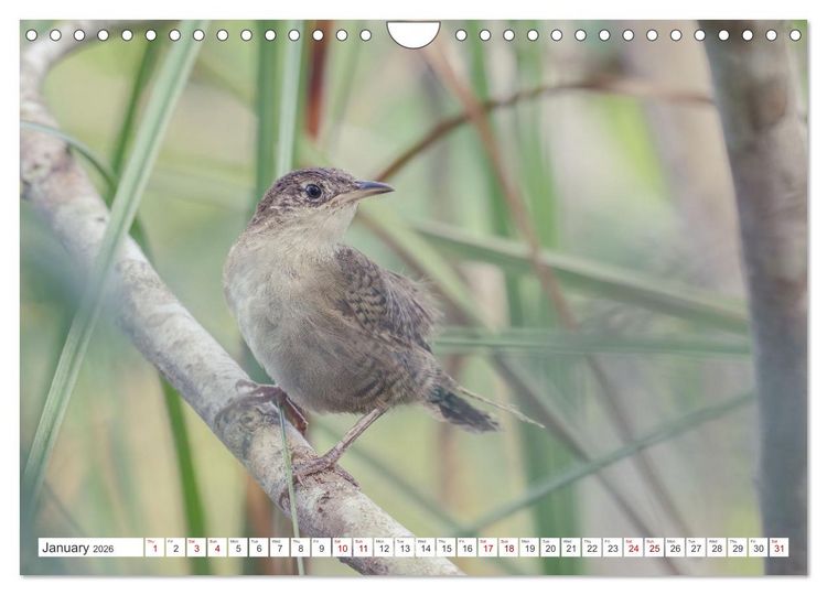 Produktbild: Birds of Cuba Island (Wall Calendar 2026 DIN A4 landscape), CALVENDO 12 Month Wall Calendar