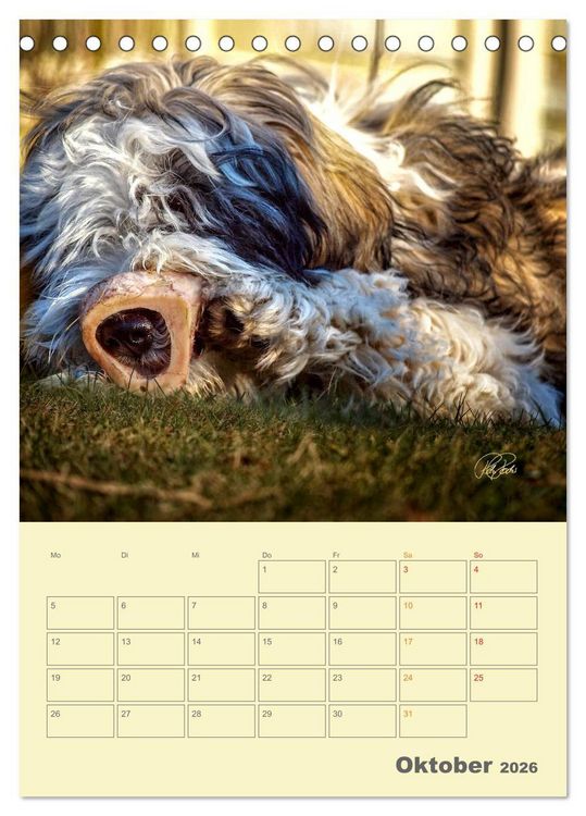 Produktbild: PON-Welpen - jeder Tag ein gro&szlig;es Abenteuer / Planer (Tischkalender 2026 DIN A5 hoch), CALVENDO Monatskalender