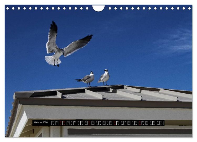 Produktbild: Florida Impressionen (Wandkalender 2026 DIN A4 quer), CALVENDO Monatskalender