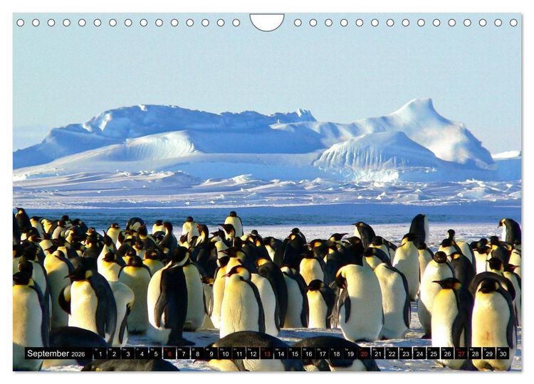 Produktbild: Pinguine - Watscheln im festlichen Kleid (Wandkalender 2026 DIN A4 quer), CALVENDO Monatskalender