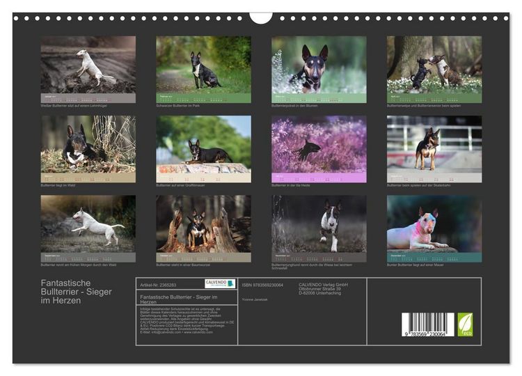 Produktbild: Fantastische Bullterrier - Sieger im Herzen (Wandkalender 2027 DIN A3 quer), CALVENDO Monatskalender