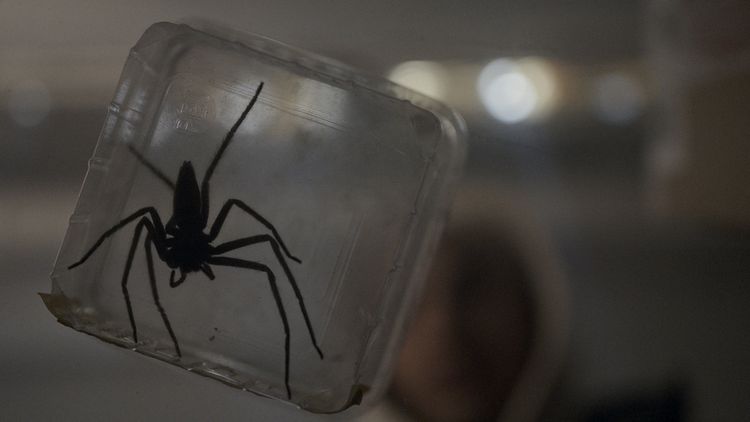 Produktbild: Spiders - Ihr Biss ist der Tod