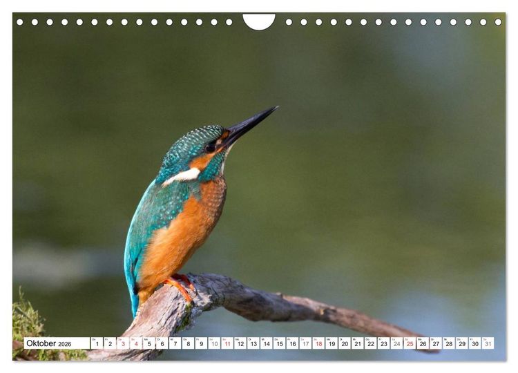 Produktbild: Eisv&ouml;gel (Alcedo atthis) - Edelsteine der Natur (Wandkalender 2026 DIN A4 quer), CALVENDO Monatskalender