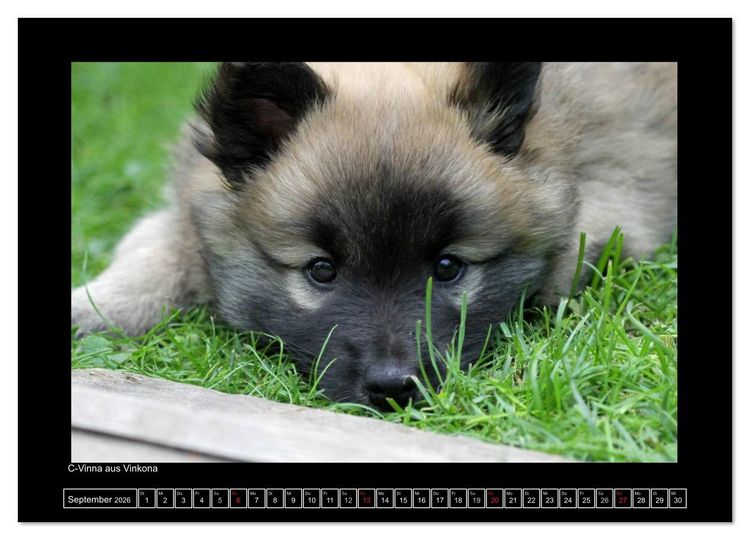 Produktbild: Islandhund - Welpen / CH-Version (Wandkalender 2026 DIN A4 quer), CALVENDO Monatskalender