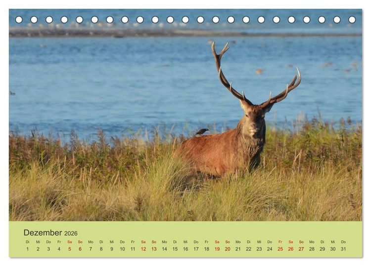 Produktbild: K&uuml;sten Hirsche - Rotwild auf dem Dar&szlig; (Tischkalender 2026 DIN A5 quer), CALVENDO Monatskalender