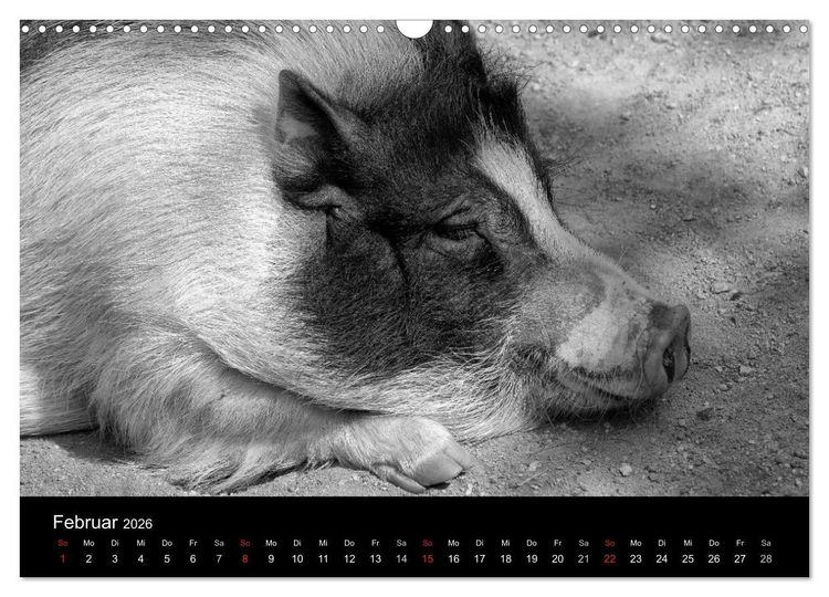 Produktbild: Das Leben der Schweine (Wandkalender 2026 DIN A3 quer), CALVENDO Monatskalender