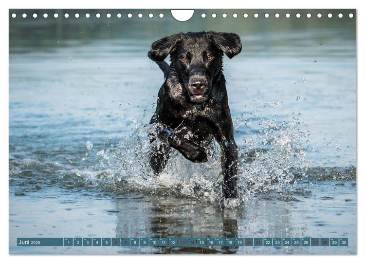 Produktbild: Labrador Trio - 3 Farben, 3 Freunde (Wandkalender 2026 DIN A4 quer), CALVENDO Monatskalender