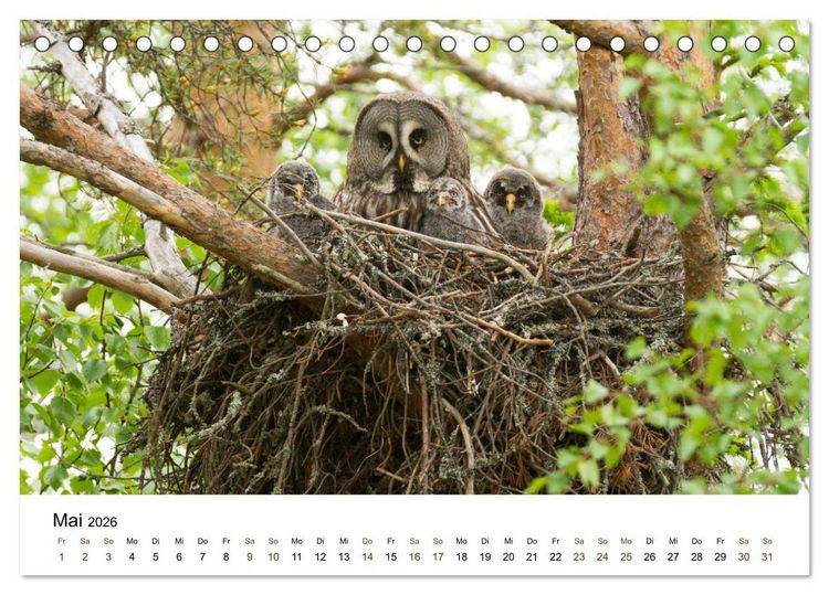 Produktbild: Finnland: eine tierische Entdeckungsreise (Tischkalender 2026 DIN A5 quer), CALVENDO Monatskalender