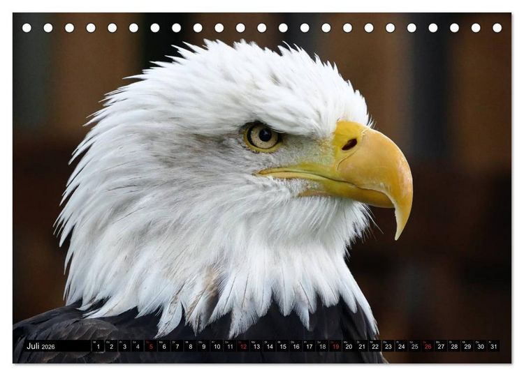 Produktbild: Wei&szlig;kopfseeadler. Symbol der Freiheit (Tischkalender 2026 DIN A5 quer), CALVENDO Monatskalender