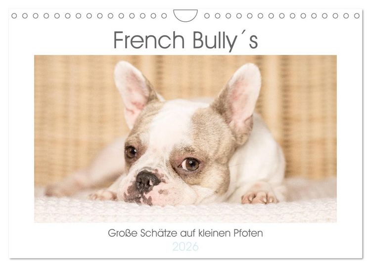 Produktbild: French Bully&acute;s - Gro&szlig;e Sch&auml;tze auf kleinen Pfoten (Wandkalender 2026 DIN A4 quer), CALVENDO Monatskalender