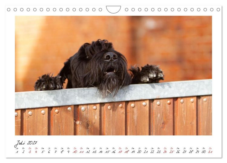 Produktbild: Riesenschnauzer - Herz auf vier Pfoten (Wandkalender 2027 DIN A4 quer), CALVENDO Monatskalender