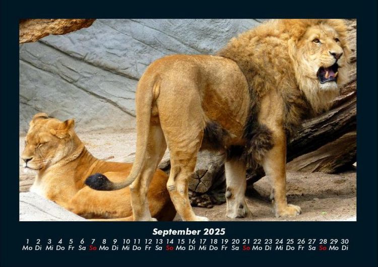 Produktbild: Welt der Tiere 2025 Fotokalender DIN A4