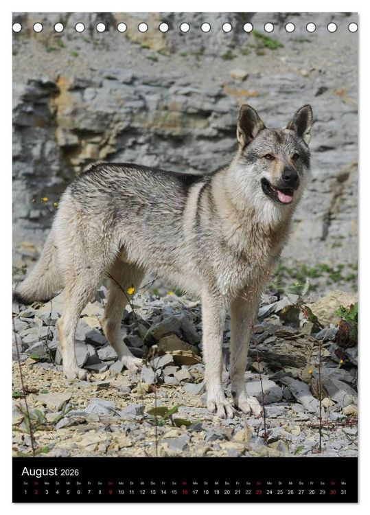 Produktbild: Faszination Wolfhund (Tischkalender 2026 DIN A5 hoch), CALVENDO Monatskalender