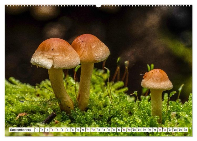 Produktbild: Das Schwenninger Moos - ein vielseitiger Lebensraum (hochwertiger Premium Wandkalender 2027 DIN A2 quer), Kunstdruck in Hochglanz