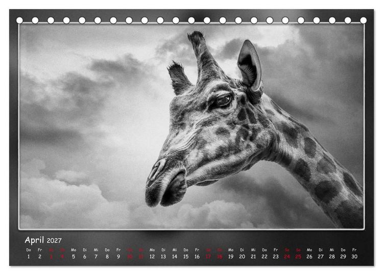 Produktbild: Tieren ins Gesicht geschaut (Tischkalender 2027 DIN A5 quer), CALVENDO Monatskalender