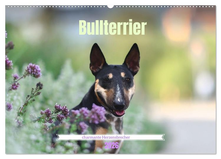 Produktbild: Bullterrier - charmante Herzensbrecher (Wandkalender 2026 DIN A2 quer), CALVENDO Monatskalender