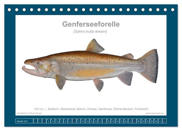 Produktbild: Fisch als Kunst 2027: Seeforellen (Tischkalender 2027 DIN A5 quer), CALVENDO Monatskalender