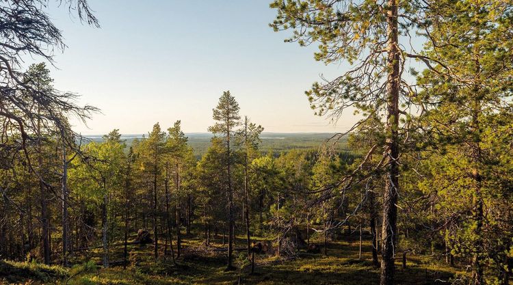 Produktbild: Tics - Mit Tourette nach Lappland