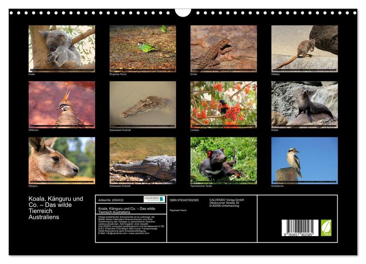 Produktbild: Koala, K&auml;nguru und Co. &ndash; Das wilde Tierreich Australiens (Wandkalender 2026 DIN A3 quer), CALVENDO Monatskalender