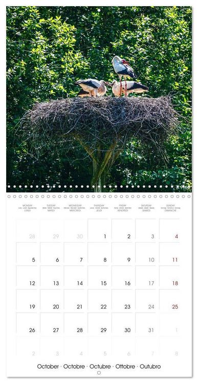 Produktbild: Whispers of Wings (Wall Calendar 2026 12 &times; 12 Inch) CALVENDO 12 Month Wall Calendar