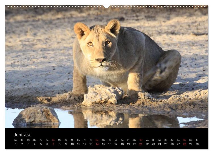 Produktbild: L&ouml;wen - K&ouml;nige der Tiere (Wandkalender 2026 DIN A2 quer), CALVENDO Monatskalender