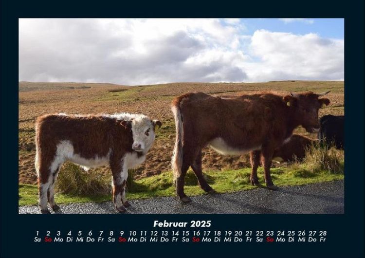 Produktbild: Kuhkalender 2025 Fotokalender DIN A4