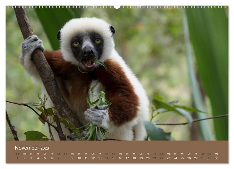 Produktbild: Madagaskars wundersame Tierwelt (hochwertiger Premium Wandkalender 2026 DIN A2 quer), Kunstdruck in Hochglanz