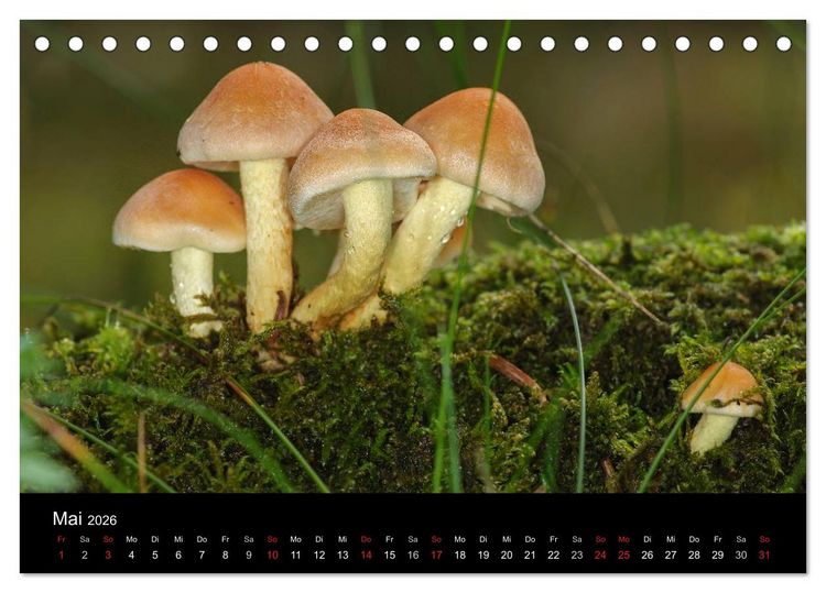 Produktbild: Pilze in Wald und Flur (Tischkalender 2026 DIN A5 quer), CALVENDO Monatskalender
