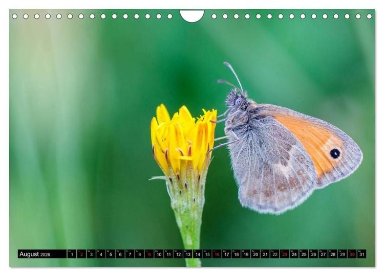 Produktbild: Kleine Wesen &ndash; Makroaufnahmen von einheimischen Insekten (Wandkalender 2026 DIN A4 quer), CALVENDO Monatskalender