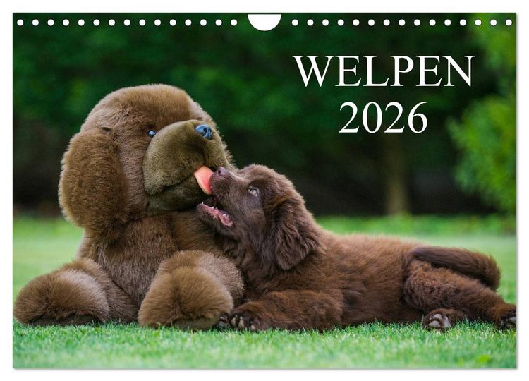 Produktbild: Welpen 2026 (Wandkalender 2026 DIN A4 quer), CALVENDO Monatskalender